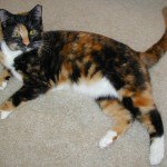 cats for free , 6 Unique Pictures Of Tortoiseshell Cats In Cat Category