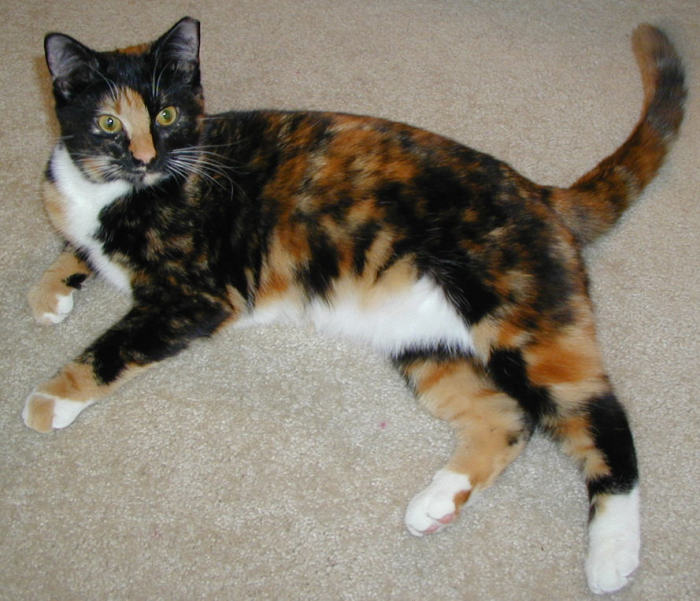 Cat , 6 Unique Pictures Of Tortoiseshell Cats : Cats For Free