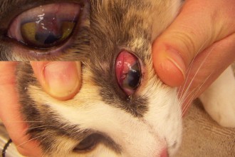 Cats With Eye Infections , 7 Cat Eye Infection Pictures You Should Consider In Cat Category