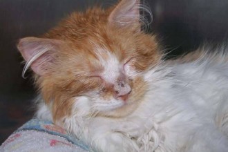Cats With Ringworm , 5 Charming Pictures Of Cats With Ringworm In Cat Category
