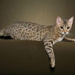 cats , 7 Charming Pictures Of Bengal Cats In Cat Category