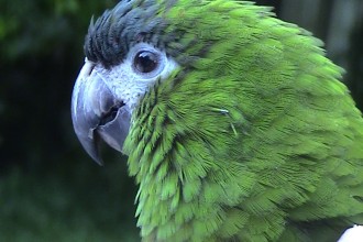 Disclaimer: The Information On This Web Site Is Meant As A Guideline ... , 8 Cool Macaw Rescue In Birds Category