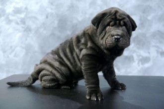 chinese shar pei in Butterfly