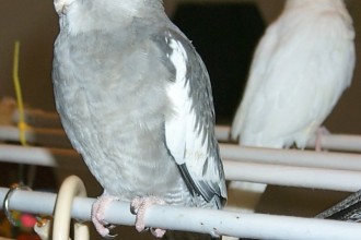 cockatiel Species in Environment