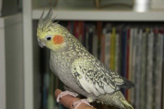 cockatiel in Birds