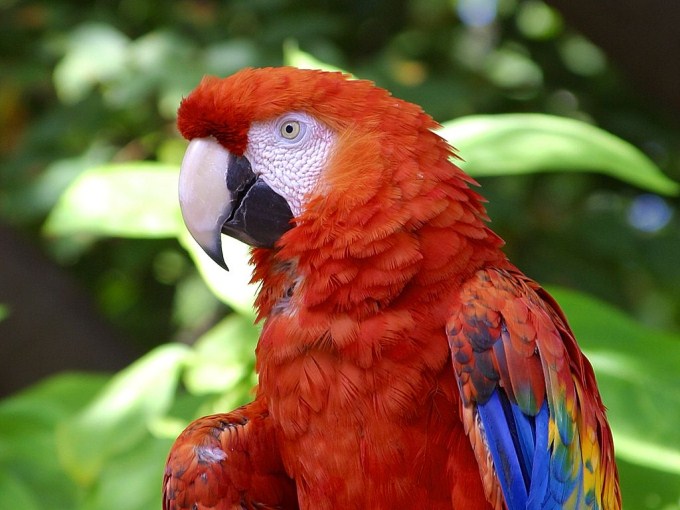 colorful Scarlet Macaw