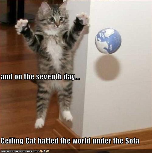 Cat , 6 Unique Funny Pictures Of Cats With Captions : Cute Cats Pictures
