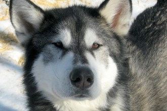 Cute Dog Pictures , 7 Nice Pictures Of Sled Dogs In Dog Category