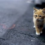 cutest kitten  , 7 Top Cutest Cat Picture Ever In Cat Category