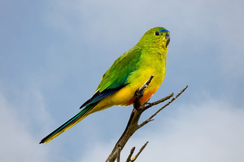 Description Of Parrot Biological Science Picture Directory 8346