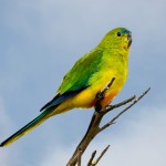 description of parrot , 7 Lovely Orange Bellied Parrot In Birds Category