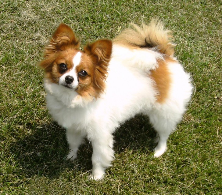 Dog , 4 Beautiful Pictures Of Papillon Dogs : Dog Papillon