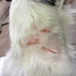 dog bite , 6 Hottest Pictures Of Flea Bites On Dogs In Dog Category