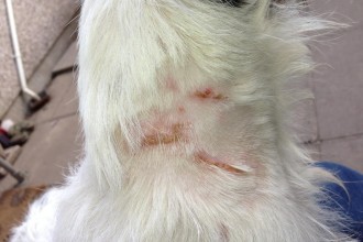Dog Bite , 6 Hottest Pictures Of Flea Bites On Dogs In Dog Category
