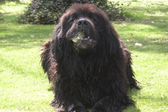 Dog Breeds , 7  Lovely Pictures Of Newfoundland Dogs In Dog Category