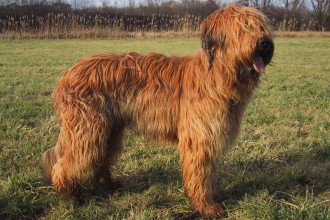 Dog , 6 Gorgeous Big Dog Breeds List And Pictures : dog breeds medium to large
