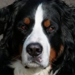 dog breeds , 7 Charming Bernese Mountain Dog Pictures In Dog Category