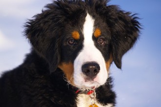 Dog Breeds , 7 Charming Bernese Mountain Dog Pictures In Dog Category