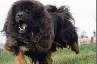 Dog Dog Breeds , 5 Popular Large Dog Breeds List With Pictures In Dog Category