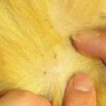 dog fleadirt , 6 Hottest Pictures Of Flea Bites On Dogs In Dog Category