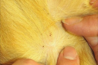 Dog Fleadirt , 6 Hottest Pictures Of Flea Bites On Dogs In Dog Category
