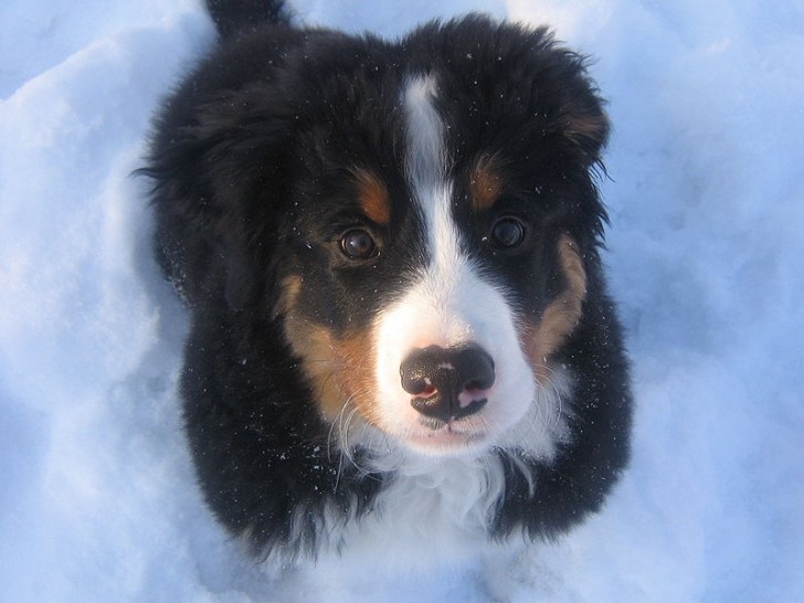 Dog , 5 Fabulous Pictures Of Bernese Mountain Dogs : Dog For Sale