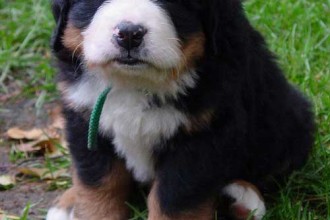 Dog Training Tips , 5 Fabulous Pictures Of Bernese Mountain Dogs In Dog Category