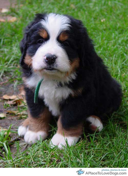 Dog , 5 Fabulous Pictures Of Bernese Mountain Dogs : Dog Training Tips