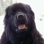 dogs Newfoundland , 7  Lovely Pictures Of Newfoundland Dogs In Dog Category