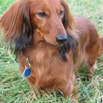 dogs dachshund , 8 Fabulous Funny Weiner Dog Pictures In Dog Category