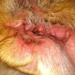 dog's ear infection , 6 Superb Dog Ear Infection Picture In Dog Category
