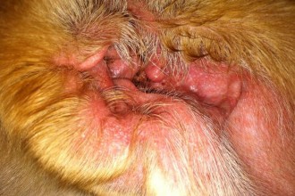 Dog's Ear Infection , 6 Superb Dog Ear Infection Picture In Dog Category
