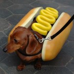 dogs for sale , 5 Perfect Wiener Dog Pictures In Dog Category