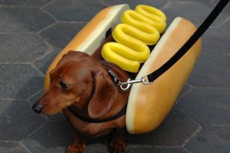 Dogs For Sale , 5 Perfect Wiener Dog Pictures In Dog Category