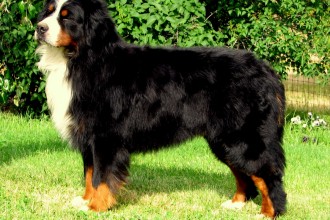 Dogs Pictures , 5 Fabulous Pictures Of Bernese Mountain Dogs In Dog Category