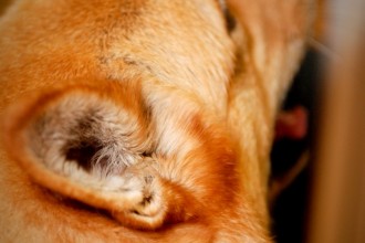 Dogs With Ear Infections , 6 Superb Dog Ear Infection Picture In Dog Category