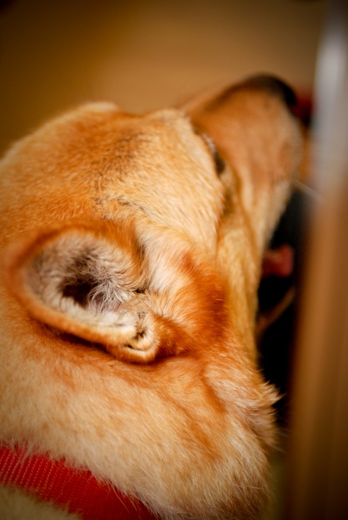 dogs-with-ear-infections-biological-science-picture-directory