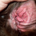 ear problems , 6 Superb Dog Ear Infection Picture In Dog Category