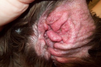 Ear Problems , 6 Superb Dog Ear Infection Picture In Dog Category