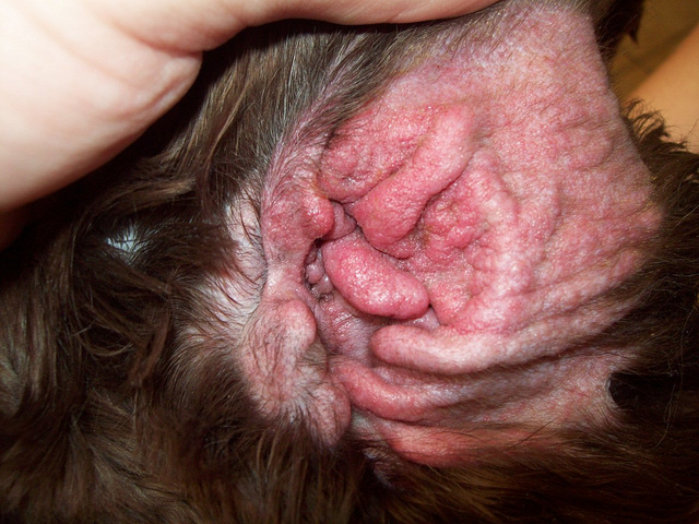Dog , 6 Superb Dog Ear Infection Picture : Ear Problems