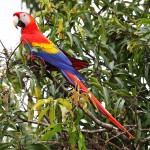 eclectus parrot , 7 Popular Scarlet Macaw In Birds Category
