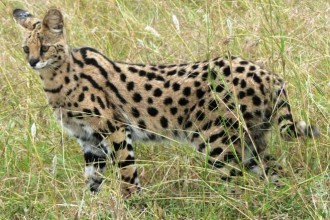 Exotic Cats , 7 Lovely Savannah Cat Pictures In Cat Category