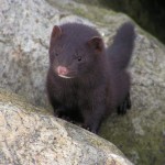 fisher cat image , 6 Gorgeous Pictures Of Fisher Cats In Cat Category