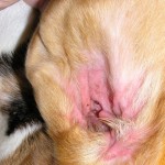 flea bites , 6 Hottest Pictures Of Flea Bites On Dogs In Dog Category