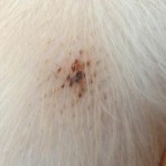 flea bites on dogs  , 6 Hottest Pictures Of Flea Bites On Dogs In Dog Category