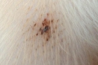 Flea Bites On Dogs  , 6 Hottest Pictures Of Flea Bites On Dogs In Dog Category