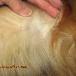 flea bites on dogs , 7 Hottest Pictures Of Fleas On Dogs In Dog Category