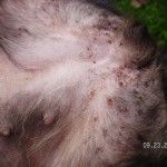 flea bites on dogs belly , 6 Hottest Pictures Of Flea Bites On Dogs In Dog Category