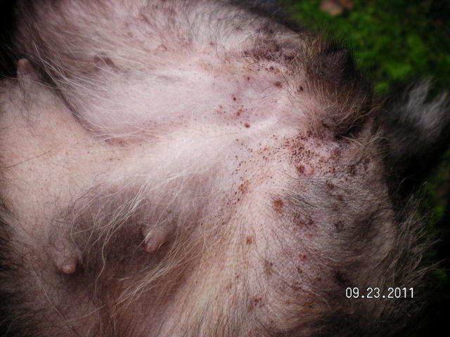 flea bites on dogs belly