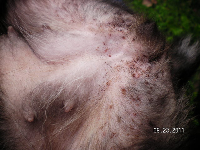 flea-bites-on-dogs-belly-biological-science-picture-directory